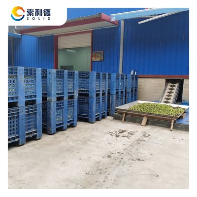 5T/h Capacity Automatic Olive Oil Extraction Machine with 3 Phase Decanter Centrifuge