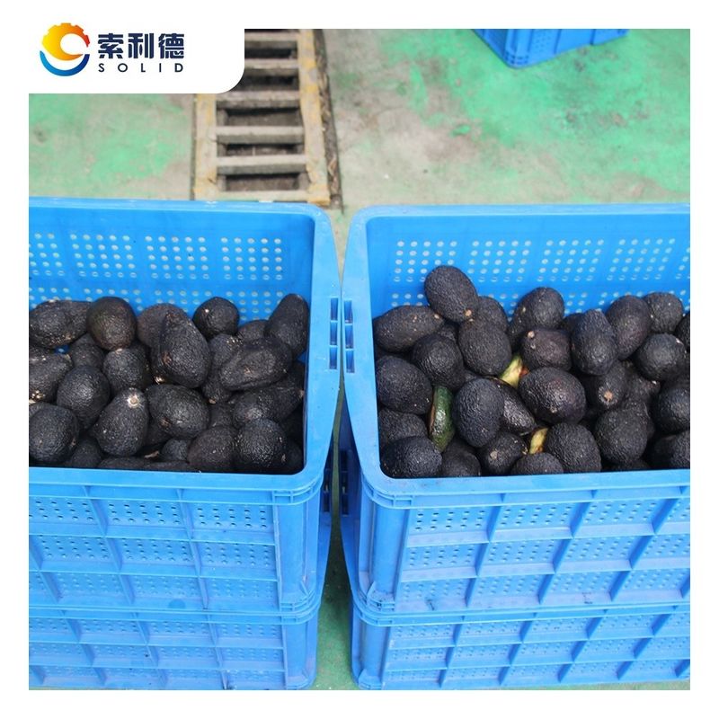 500KG/H Cold Pressed Avocado Oil Extraction Line Made of SUS304 for 220V/415V/440V